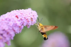 Canon Canon Eos Ef Mount><noscript><img width=