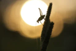 Canon Canon Eos Ef Mount><noscript><img width=