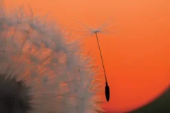 Canon Canon Eos Ef Mount><noscript><img width=