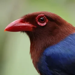 Canon Mirrorless Cameras><noscript><img width=