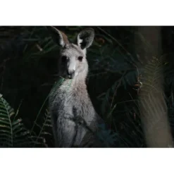 Canon Canon Eos Rf Mount><noscript><img width=