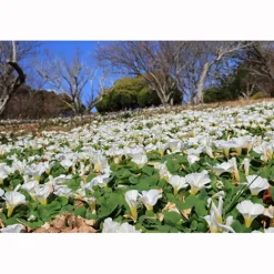 Canon Canon Eos Rf-S Mount><noscript><img width=