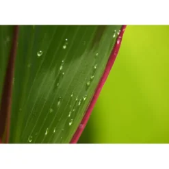 Nikon Nikon Z Mount><noscript><img width=