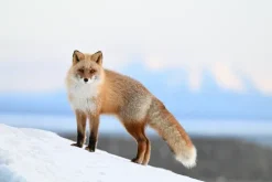 Nikon Mirrorless Cameras><noscript><img width=