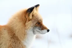 Nikon Mirrorless Cameras><noscript><img width=