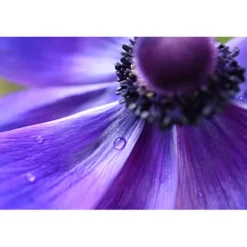 Nikon Nikon Z Mount><noscript><img width=