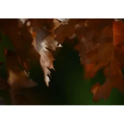 Nikon Nikon Z Mount><noscript><img width=