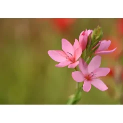 Nikon Nikon Z Mount><noscript><img width=