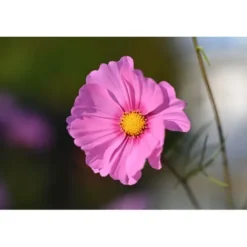 Nikon Nikon Z Mount><noscript><img width=