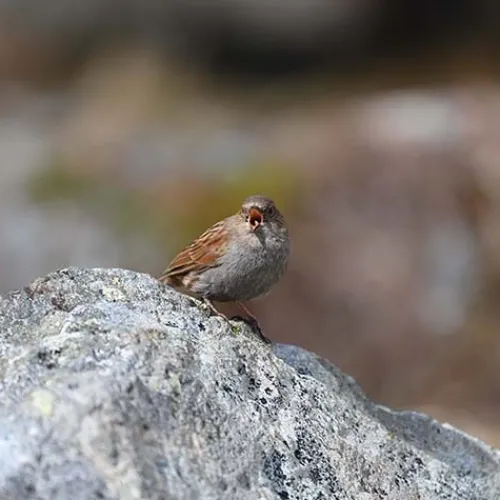 Nikon Nikon Z Mount>Z 100-400mm f/4.5-5.6 VR S Lens