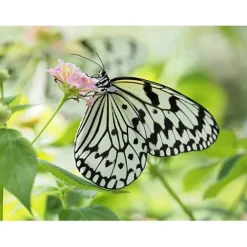 OM SYSTEM Micro Four Thirds Mount><noscript><img width=