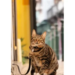 Panasonic L-Mount Alliance Lenses><noscript><img width=