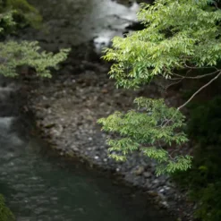 Sigma Sony E-Mount><noscript><img width=