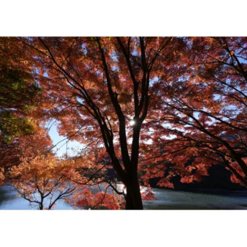 Sony Sony E-Mount>FE 16mm f/1.8 G Lens