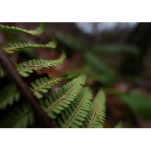 Sony Sony E-Mount>FE 16mm f/1.8 G Lens