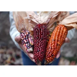 Sony Sony Fe-Mount><noscript><img width=