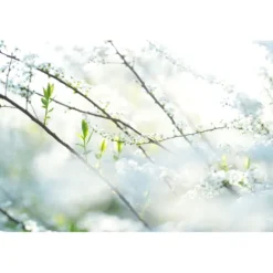 Sony Sony Fe-Mount><noscript><img width=