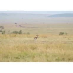 Sony Sony Fe-Mount><noscript><img width=