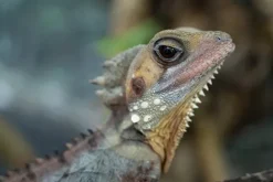 Tamron Nikon Z Mount><noscript><img width=